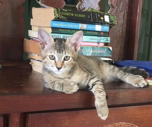 Arista My Neo Natal Foster Kitten - A Special Life Changing Gift