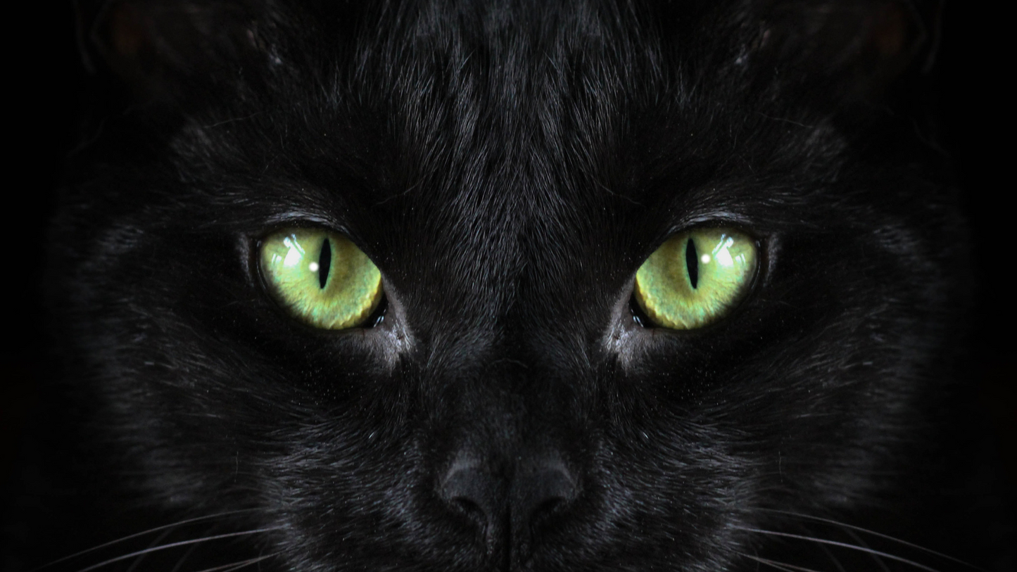 BLACK GLOSSY CAT MUG - Green Eye's