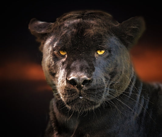 My spiritual encounter with a Panthera pardus