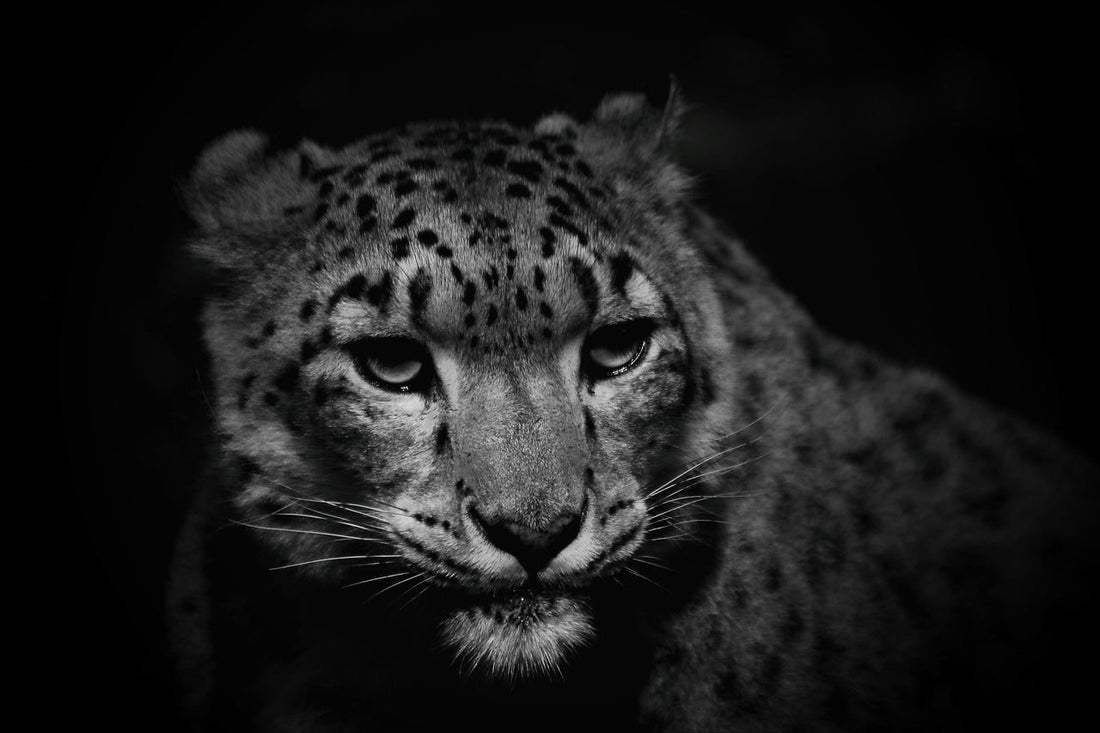 Ghosts of the Mountains: My Conversation with Dr Koustubh Sharma of the Snow Leopard Trust